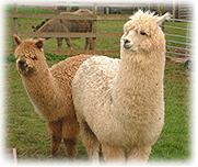 Two alpacas observe the surroundings on a New Mexico farm.
